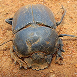 Scarabaeus lamarcki